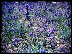 lavendermound